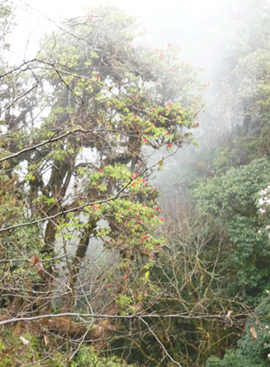 Rhodadendron trees in Bhutan